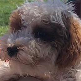 Assorted Doodle Crosses, Cavalier King Charles Spaniels, Cavapoos, Maltipoos, and Poodles from Little Teton Doodles