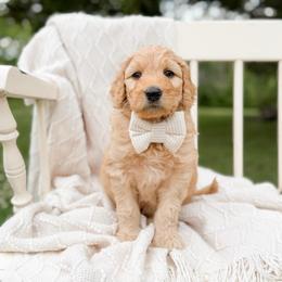Bandit - Apricot male Goldendoodle puppy in Ooltewah, Tennessee from Allison Family Doodles