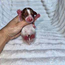 Mister Fantastic - Piebald male Dachshund puppy in Ceres, California from Rockin' M’s LilBitty Dachshunds (LBD)