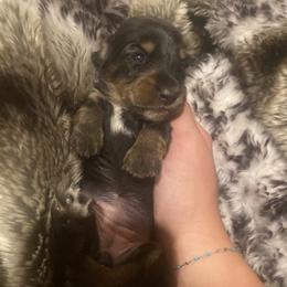 Girl 3 - Black and tan female Dachshund puppy in Caldwell, Idaho from Low Rider Ridge Mini Doxies