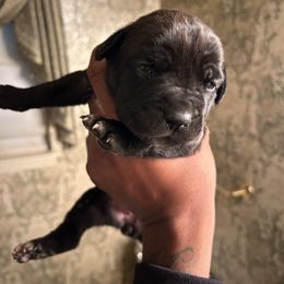 Nova - Black female Cane Corso puppy in Dallas, Texas from Exotic Empire Kennels LLC