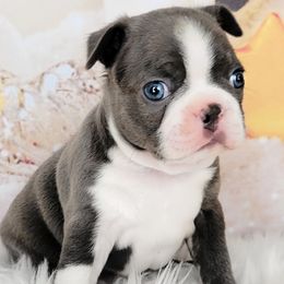 Boston Terrier Puppies from Our Gang Bostons