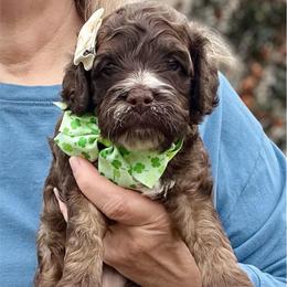 Grace Hope - Brown and tan female Cockapoo puppy in Mocksville, North Carolina from Little Bear Doodles