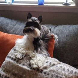 Hugo - Miniature Schnauzer