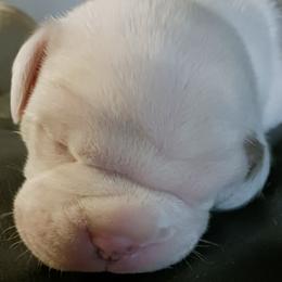 Boy 2 - male Olde English Bulldogge puppy in Evanston, Illinois from Blue Knob OEB's