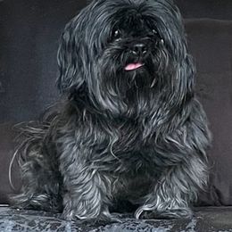 Shih Tzus from Jan’s Pups