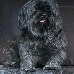 Shih Tzus from Jan’s Pups