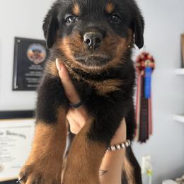 Girl 4 - Black and mahogany female Rottweiler puppy in Cleveland, Texas from Vom Haus Fantasy Rottweiler Kennel