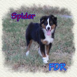 Spider - Black tri male Toy Australian Shepherd puppy in Forestburg, Texas from Flaming Dill Ranch Aussies