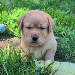 Female Puppy Spot - Yellow female Labrador Retriever puppy in Millville, New Jersey from Puzzles Labradors