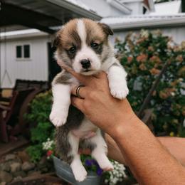 Yale - Red male Pembroke Welsh Corgi puppy in Coleman, Michigan from Salt Creek Farm Dogs