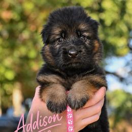 Addison - Black and red female German Shepherd puppy in Canton, Texas from WILDWOOD GERMAN SHEPHERDS