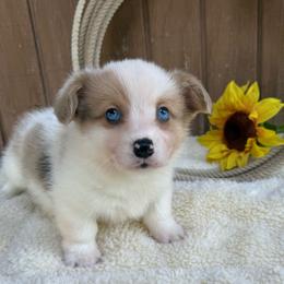 Gus - Sable merle and white male American Corgi puppy in Stillwater, Oklahoma from Steele Family Farms