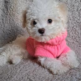 Maltipoo Puppies from Little Cupcakes and Pumkins Maltipoos