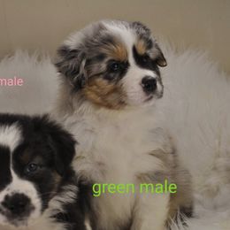 Australian Shepherd Puppies from Winsome Aussies