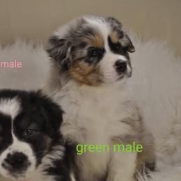 Australian Shepherd Puppies from Winsome Aussies