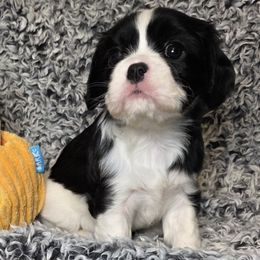 Azel - Black and white female Cavalier King Charles Spaniel puppy in Stilwell, Oklahoma from Love Bug Cavaliers