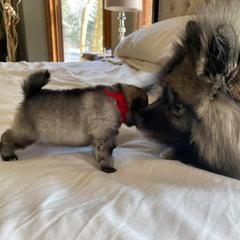 Keeshond Puppies from Peregrine Keeshond