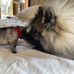 Keeshond Puppies from Peregrine Keeshond