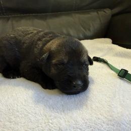 Boy 2 - Sable male German Shepherd puppy in Denver, Colorado from Morales Kennels