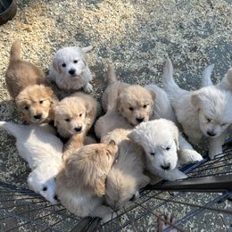 Golden Retriever Puppies from Candy Rock Golden Retrievers