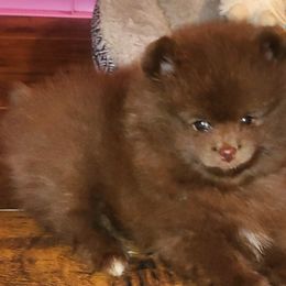 Boy 1 - Chocolate Pomeranian puppy in Fort Lauderdale, Florida from El'Cienna Poms