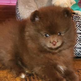 Boy 1 - Chocolate Pomeranian puppy in Fort Lauderdale, Florida from El'Cienna Poms