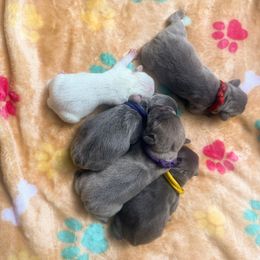 Boy 3 - male French Bulldog puppy in Austin, Texas from ourfrenchies2yours