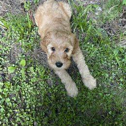 Goldendoodle Puppies from Coal Country Doodles