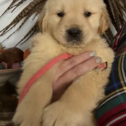 Solid Red Collar Boy - Golden male Golden Retriever puppy in Garrison, Montana from Mattiaci Goldens