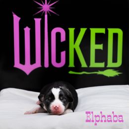 Elphaba - Black tri female Miniature American Shepherd puppy in Groesbeck, Texas from Epic Miniature American Shepherds