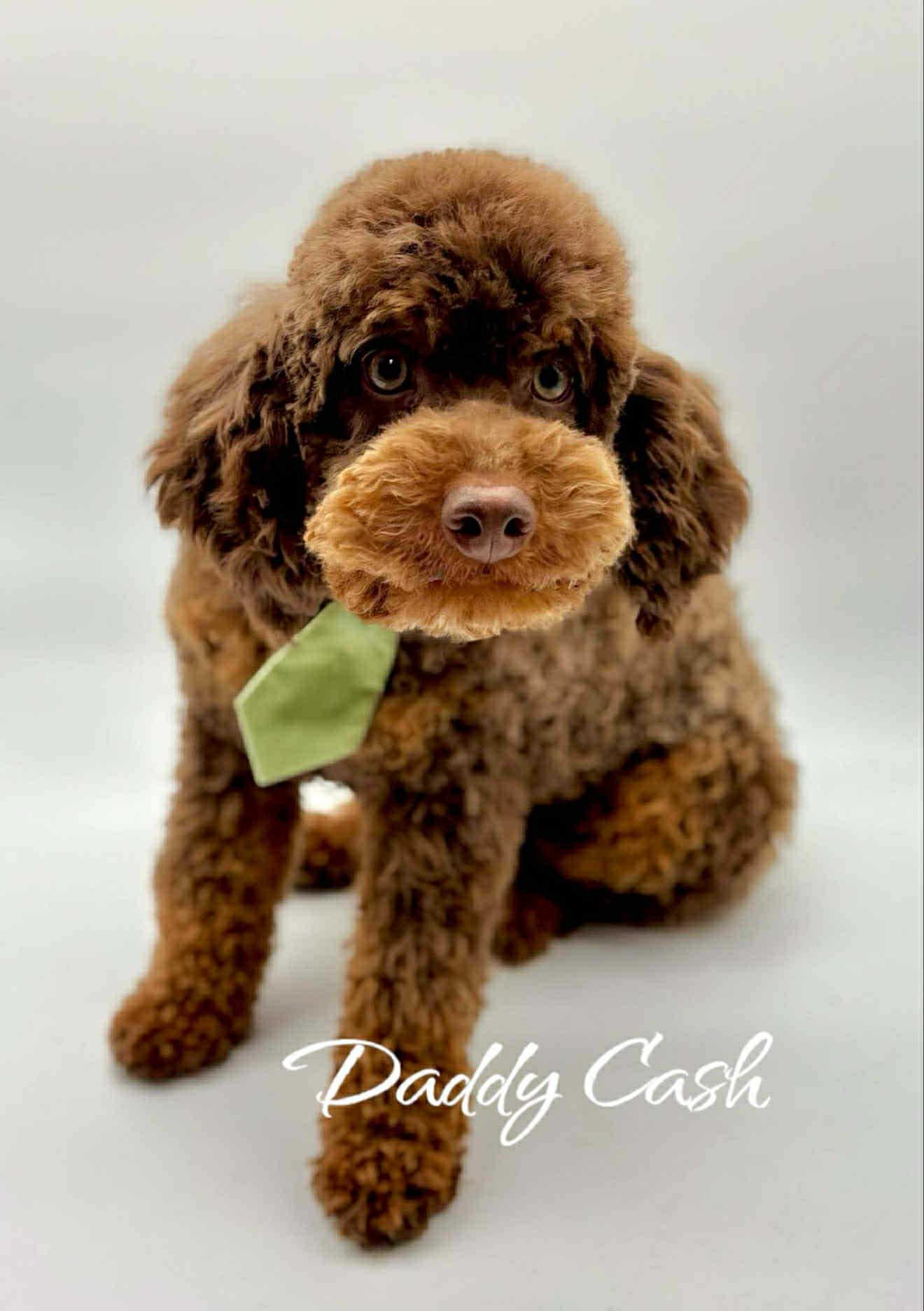 Cash