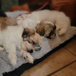 Shih Tzu Puppies from Candice Goodman