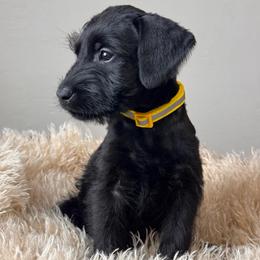 Girl 3 - Yellow Collar - Black female Giant Schnauzer puppy in St George, Utah from Schnauzer Ranch