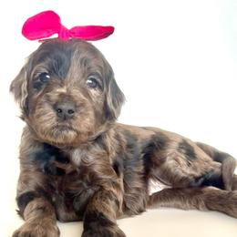 Lynx - Merle female Goldendoodle puppy in Pulaski, Tennessee from Doodle My Heart