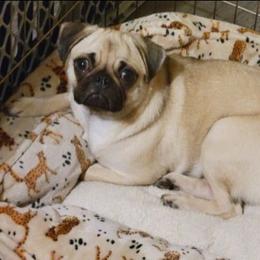 Posie Mae - Pug