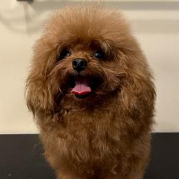 Anri - Poodle