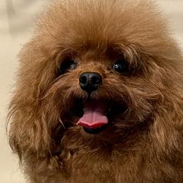 Anri - Poodle