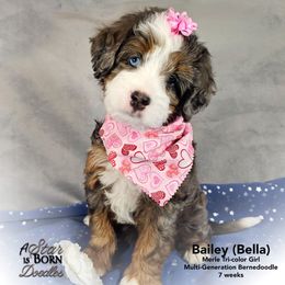 BELLA -Pink Collar - Blue merle female Bernedoodle puppy in Jackson, Michigan from A Star is Born Doodles