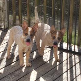 Australian Cattle Dog Puppies from Blue Coyote Ranch