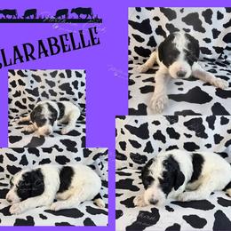 Clarabelle - Parti female Poodle puppy in Mcbain, Michigan from Northern Creek