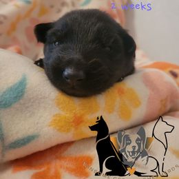 German Shepherd Puppies from Winsome German Shepherds