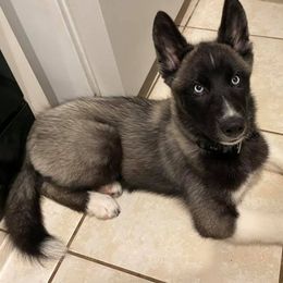 Siberian Husky Puppies from Vixen Siberians