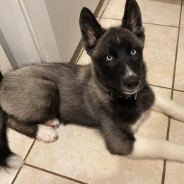 Siberian Husky Puppies from Vixen Siberians