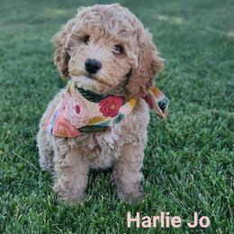 Goldendoodle Puppies from Dashing Doodle Pups