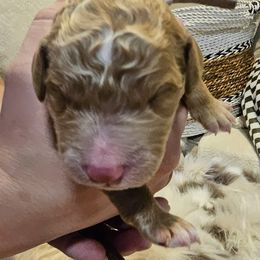 Boy 4 gray boy - Goldendoodle puppy from Kat's Teddydoodles