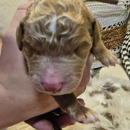 Boy 4 gray boy - Goldendoodle puppy from Kat's Teddydoodles