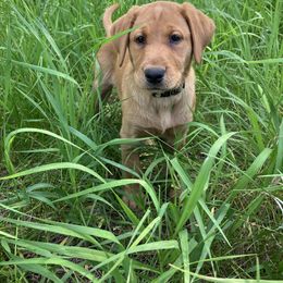 Labrador Retriever Puppies from Dan Roehl