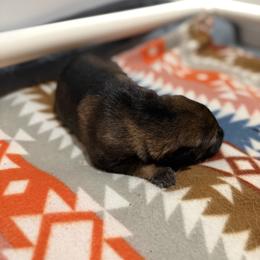 German Shepherd Puppies from Smithcoshepherds