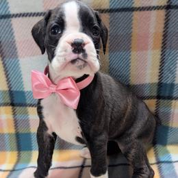 Zelda - Brindle female Boxer puppy in Mountain Home, Idaho from LJK Boxers & Toy Aussies